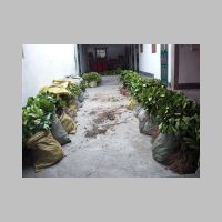 039-Pomelo saplings.JPG